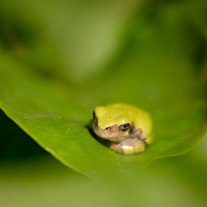 Ed Stone: admin ajax.php?action=kernel&p=image&src=%7B%22file%22%3A%22wp content%2Fuploads%2FTreefrog in a Leaf, Downloads: Mobile Wallpapers