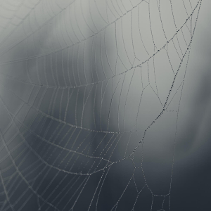 Ed Stone: admin ajax.php?action=kernel&p=image&src=%7B%22file%22%3A%22wp content%2Fuploads%2FWallpaper Thumb Spider Web, Downloads: Mobile Wallpapers