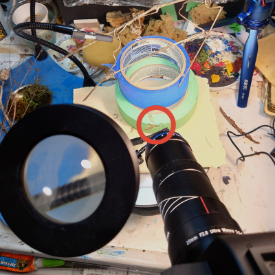 Macro Of A Dead Mosquito Taken With The Venus Optics Laowa 25mm F/2.8 2.5 5X Ultra Macro Lens