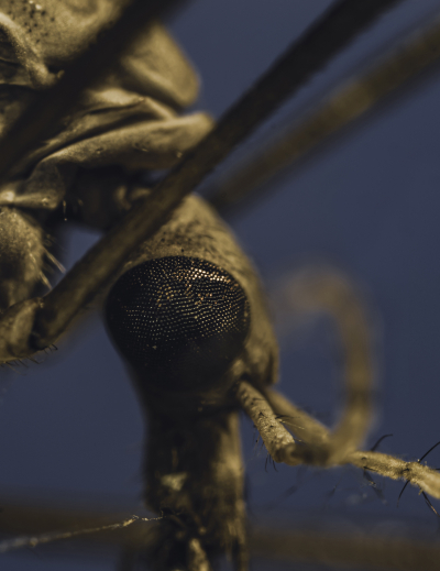 Macro Of A Dead Mosquito Taken With The Venus Optics Laowa 25mm F/2.8 2.5 5X Ultra Macro Lens