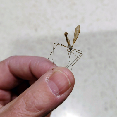 Macro Of A Dead Mosquito Taken With The Venus Optics Laowa 25mm F/2.8 2.5 5X Ultra Macro Lens