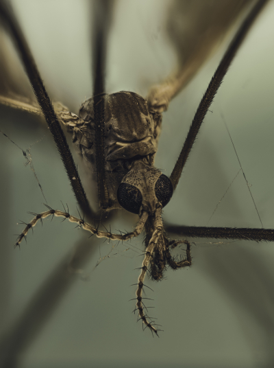 Macro Of A Dead Mosquito Taken With The Venus Optics Laowa 25mm F/2.8 2.5 5X Ultra Macro Lens