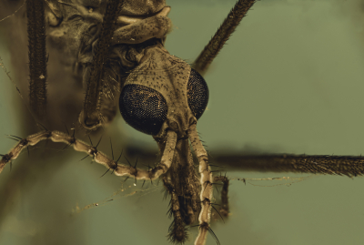 Macro Of A Dead Mosquito Taken With The Venus Optics Laowa 25mm F/2.8 2.5 5X Ultra Macro Lens