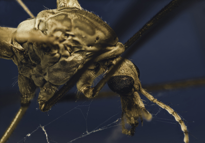Macro Of A Dead Mosquito Taken With The Venus Optics Laowa 25mm F/2.8 2.5 5X Ultra Macro Lens