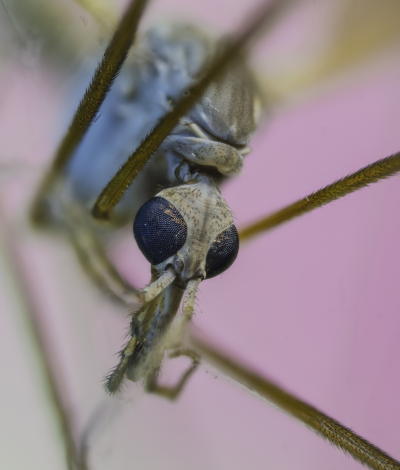 Macro Of A Dead Mosquito Taken With The Venus Optics Laowa 25mm F/2.8 2.5 5X Ultra Macro Lens