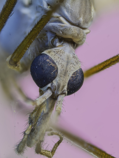 Macro Of A Dead Mosquito Taken With The Venus Optics Laowa 25mm F/2.8 2.5 5X Ultra Macro Lens