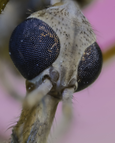 Macro Of A Dead Mosquito Taken With The Venus Optics Laowa 25mm F/2.8 2.5 5X Ultra Macro Lens