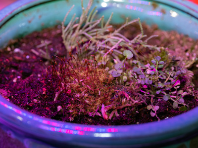 Adding a Little Funk with Grow Lights