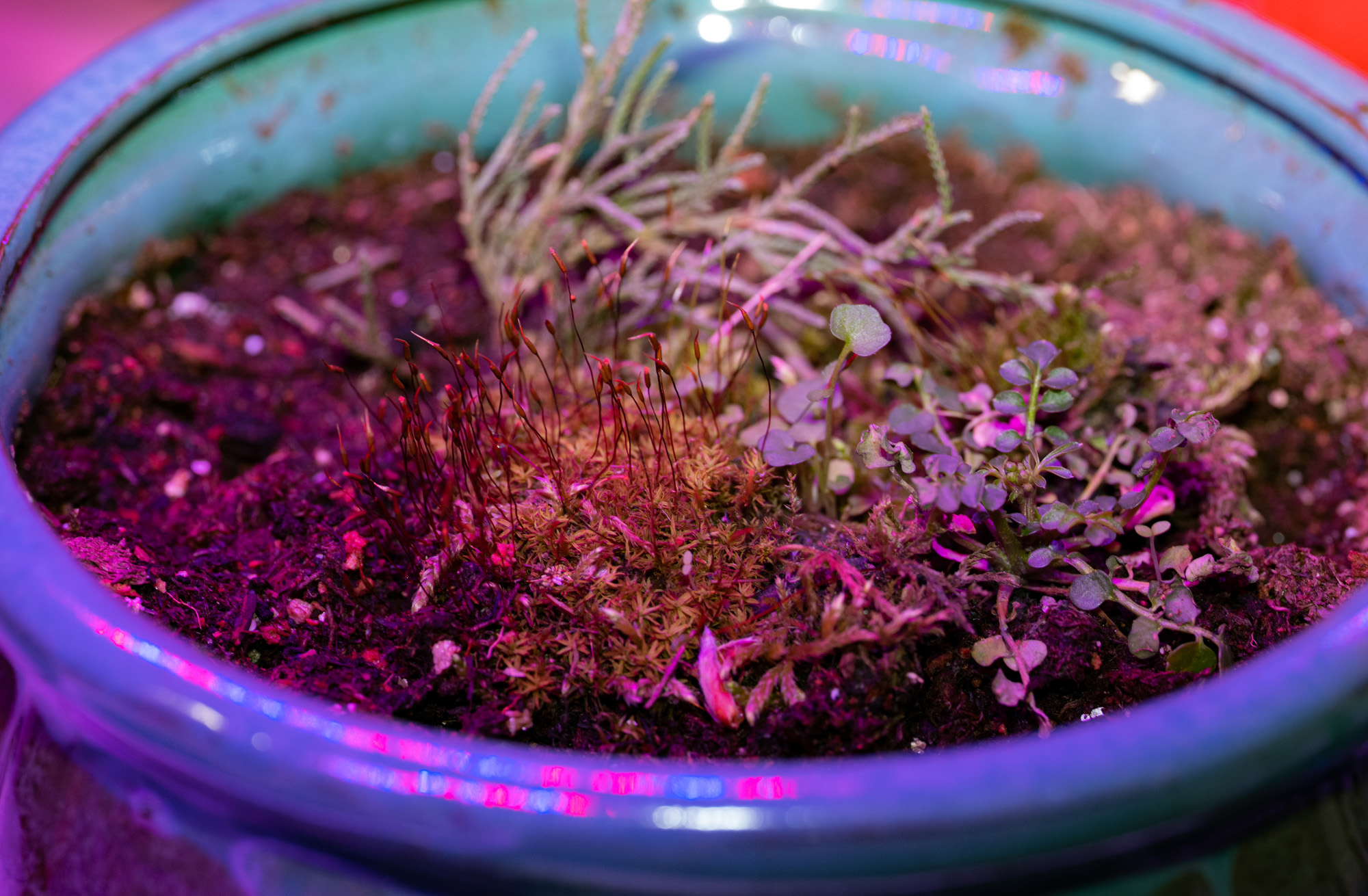 My potted moss under the growing lights.
