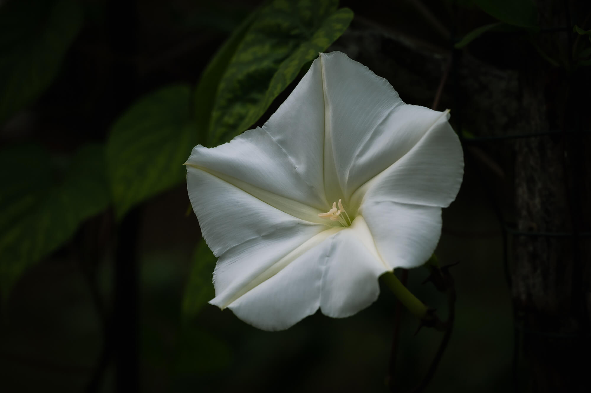 The Moonflower Blooms!