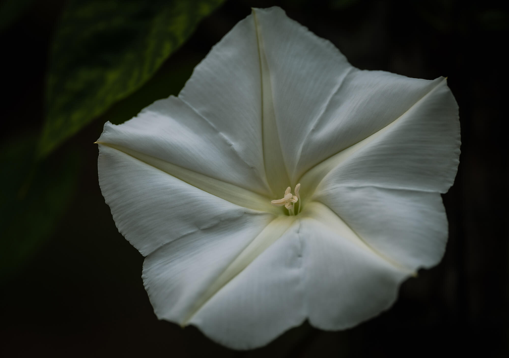 The Moonflower Blooms!
