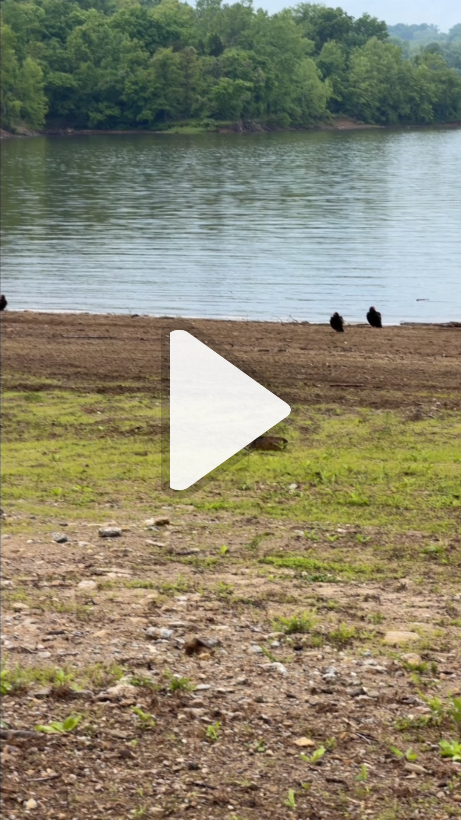 Groups of Turkey Vultures