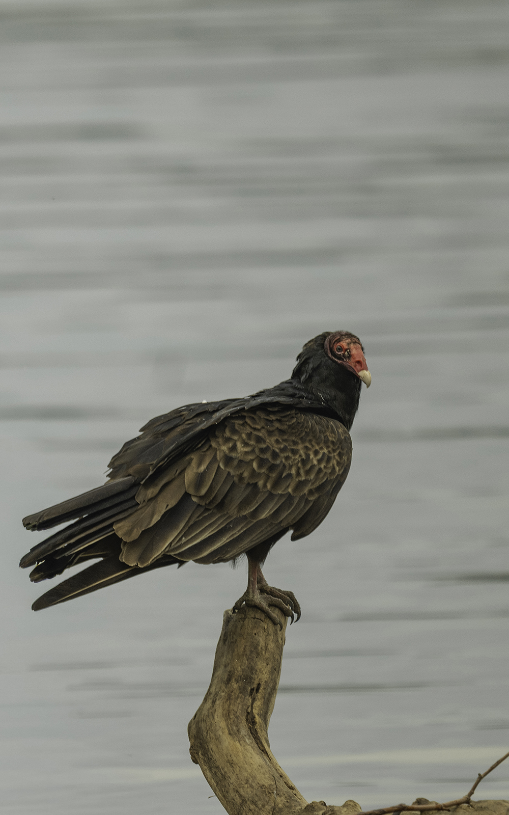Turkey Vulture