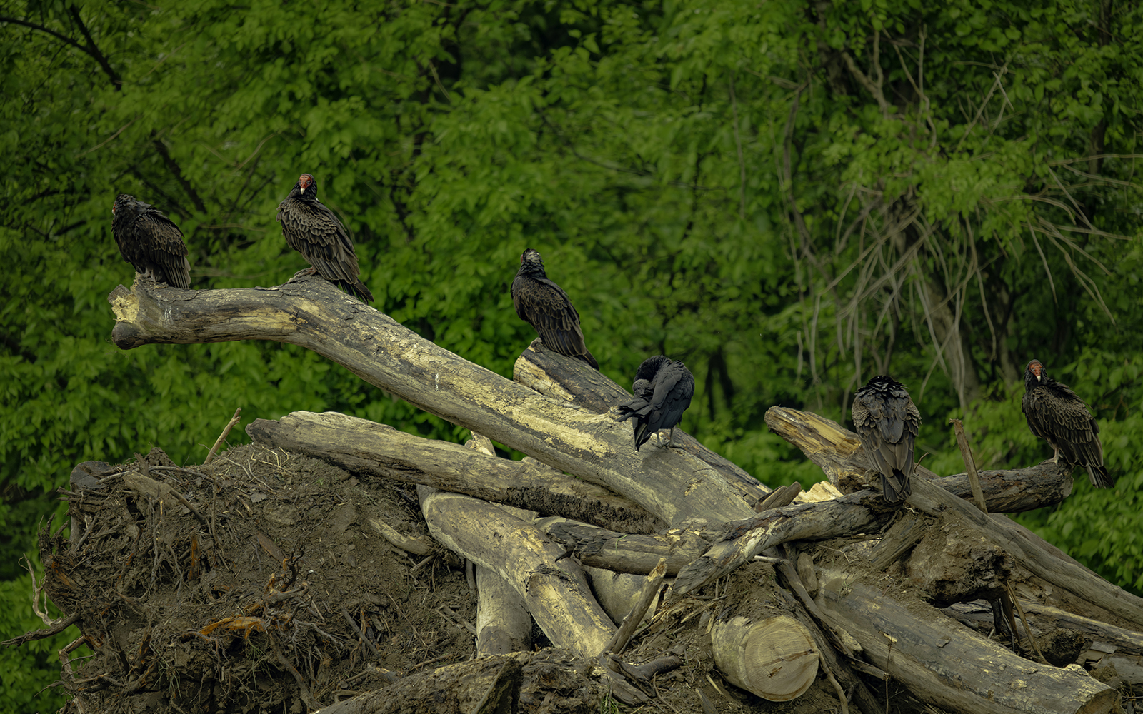 Turkey Vultures