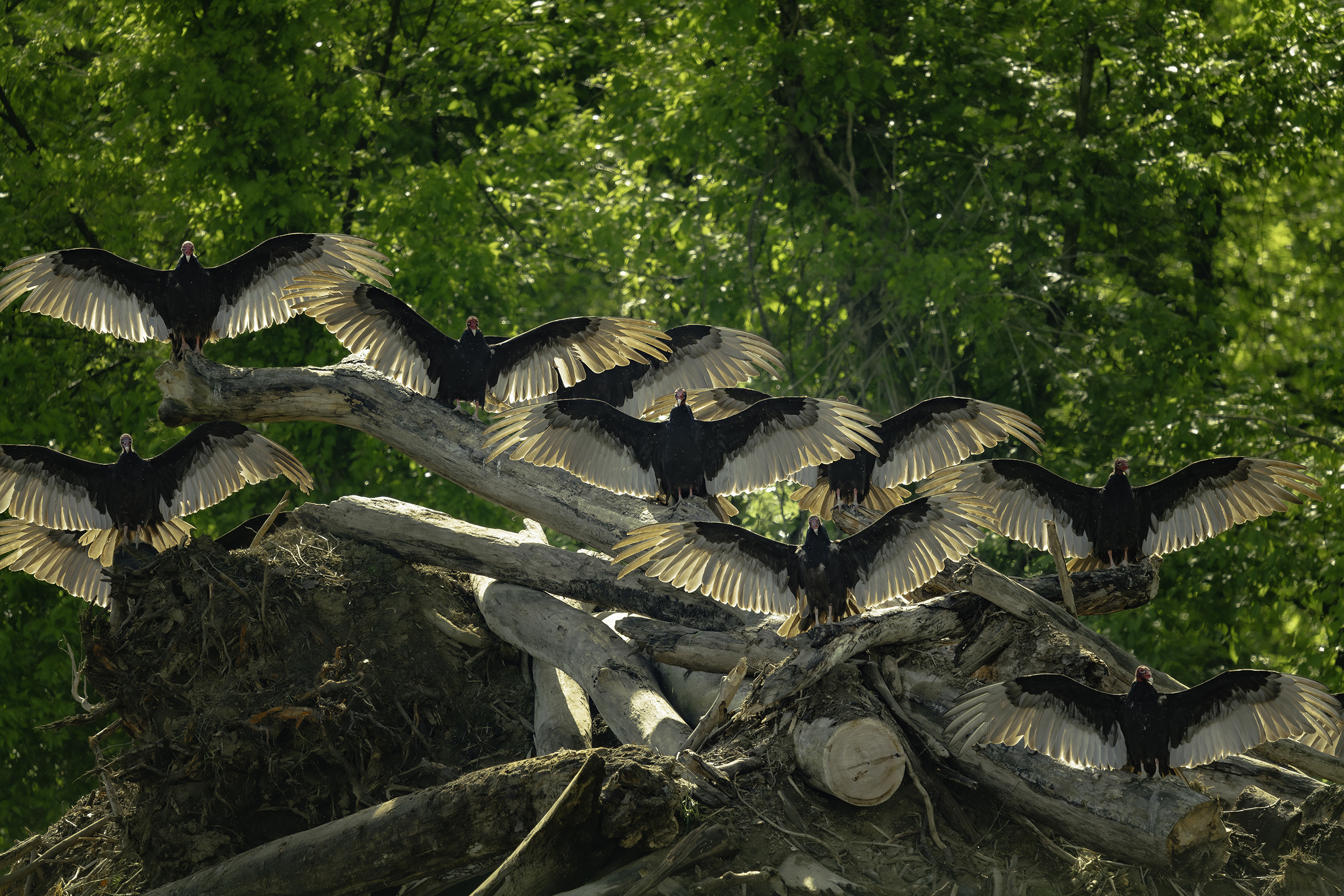 Turkey Vultures and the Horaltic Pose