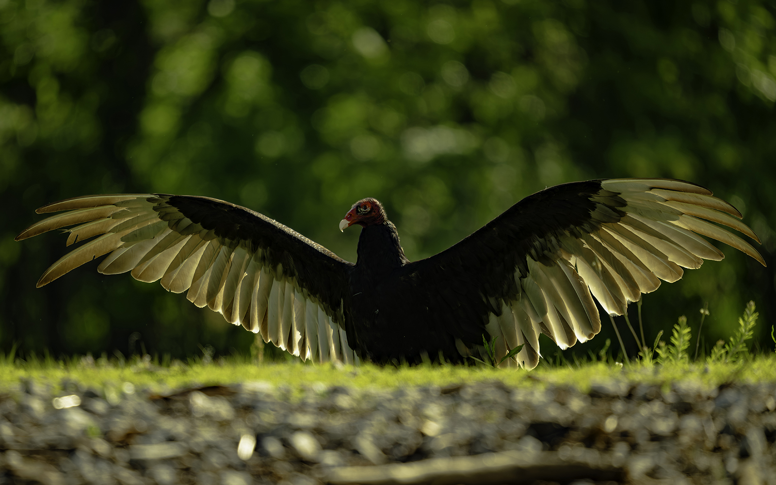 A Turkey Vulture and the Horaltic Pose