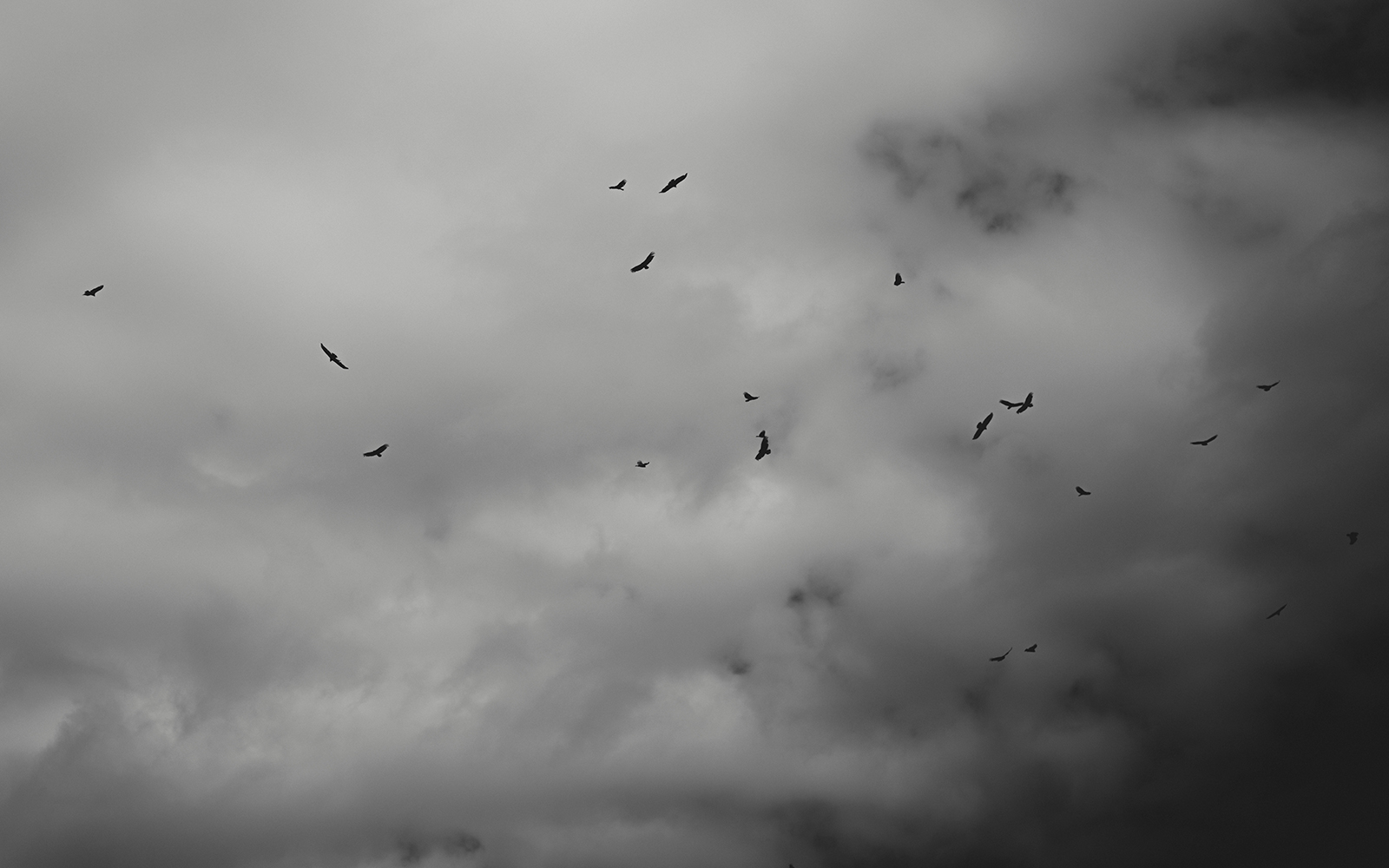 Turkey Vultures