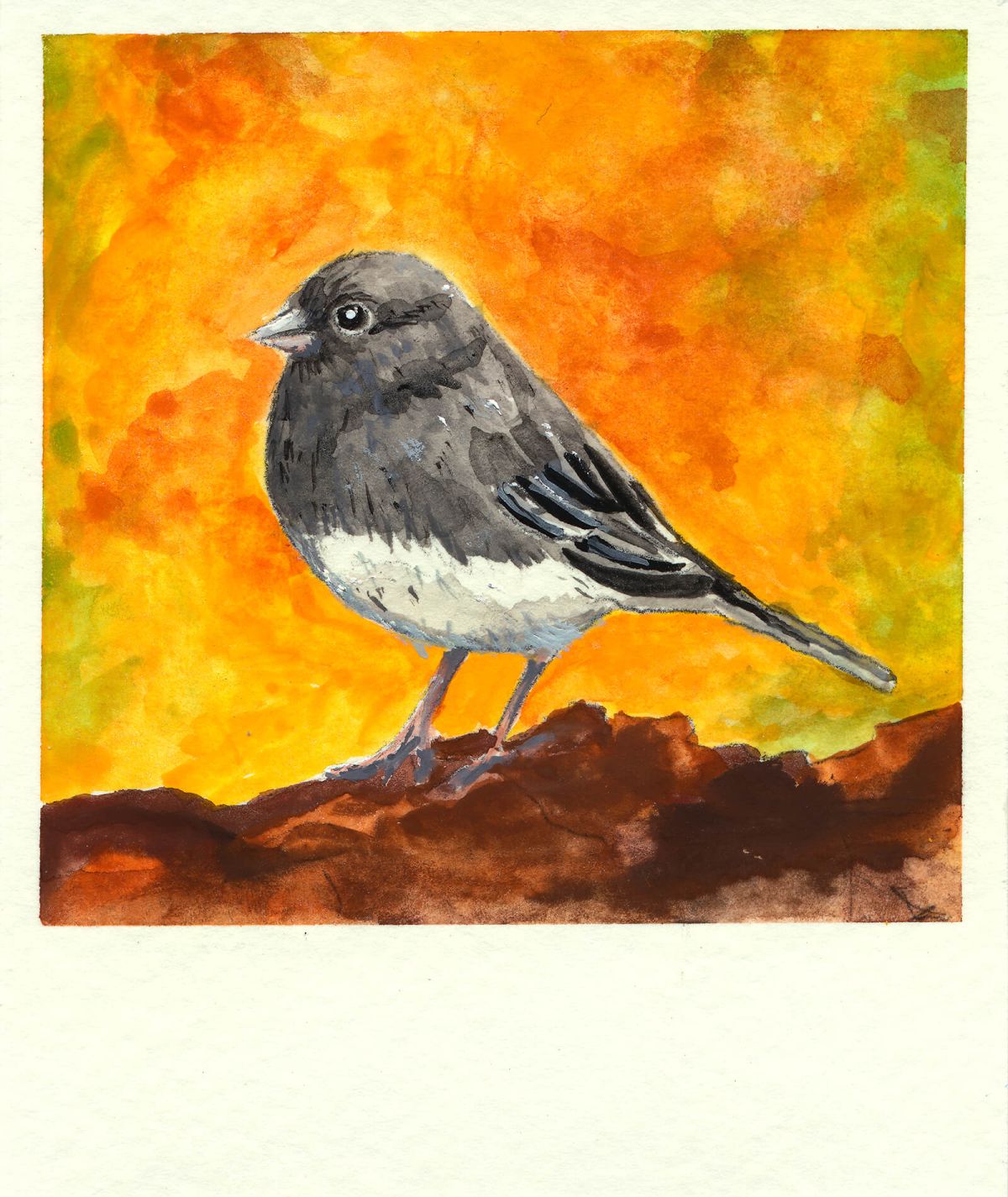 Junco