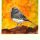 Junco