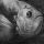 Grayfish