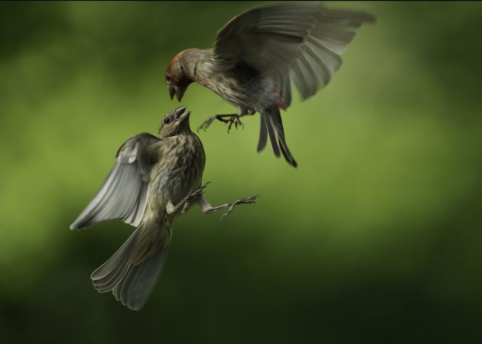 Birds
