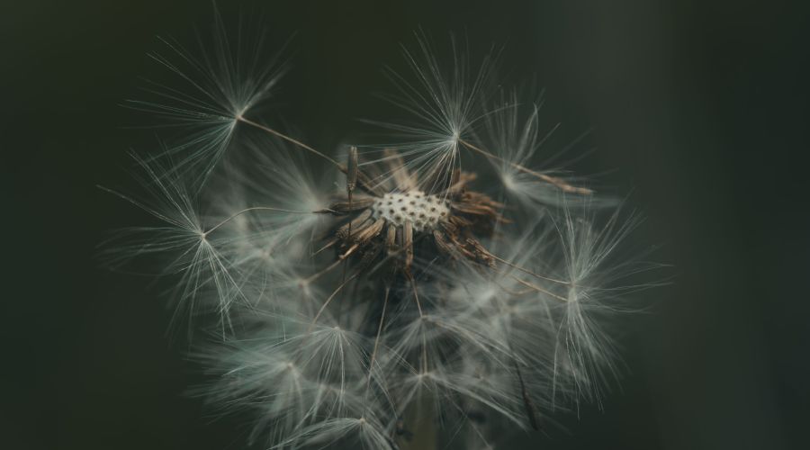 Macro Photography with the Shortstache Filter