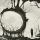 Forest Moon