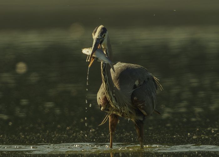 Great Blue Herons