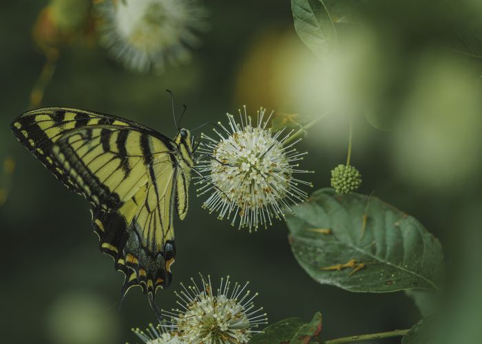 Butterflies
